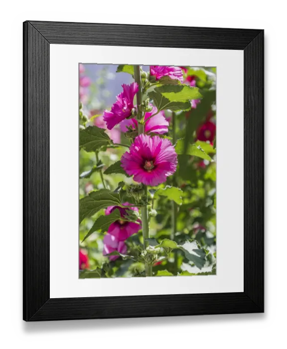 Framed Print : Sarytag, Sughd Province, Tajikistan. Hollyhock blossoms in the mountains of Tajikistan Framed Print : Sarytag, Sughd Province, Tajikistan. Hollyhock blossoms in the mountains of Tajikistan