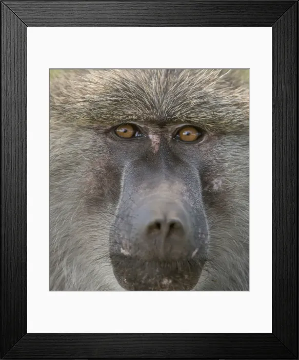 Framed Print : Africa, Tanzania. Closeup of male baboon Framed Print : Africa, Tanzania. Closeup of male baboon