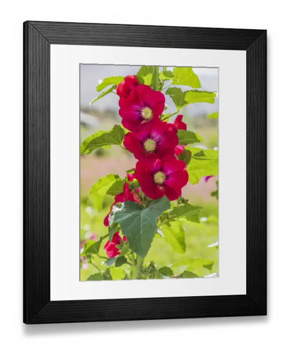 Framed Print : Sarytag, Sughd Province, Tajikistan. Hollyhock blossoms in the mountains of Tajikistan Framed Print : Sarytag, Sughd Province, Tajikistan. Hollyhock blossoms in the mountains of Tajikistan