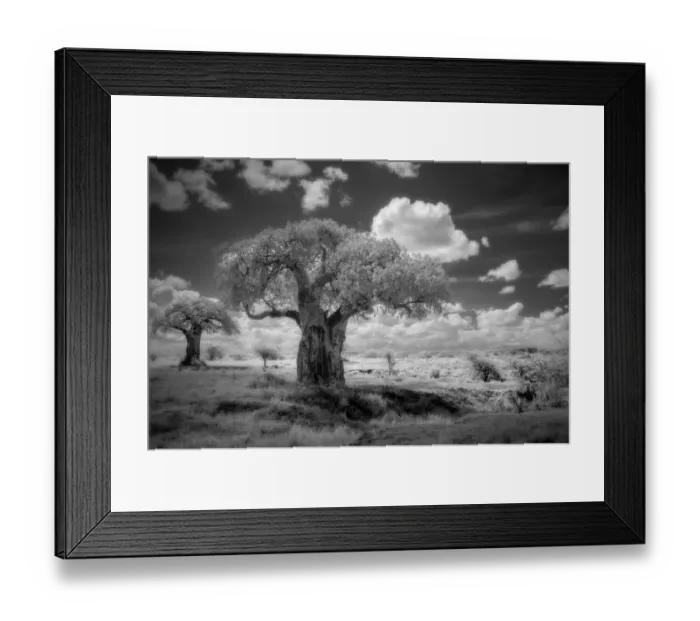 Framed Print : Africa, Tanzania. Ancient baobab trees, dot the landscape in this infrared view Framed Print : Africa, Tanzania. Ancient baobab trees, dot the landscape in this infrared view
