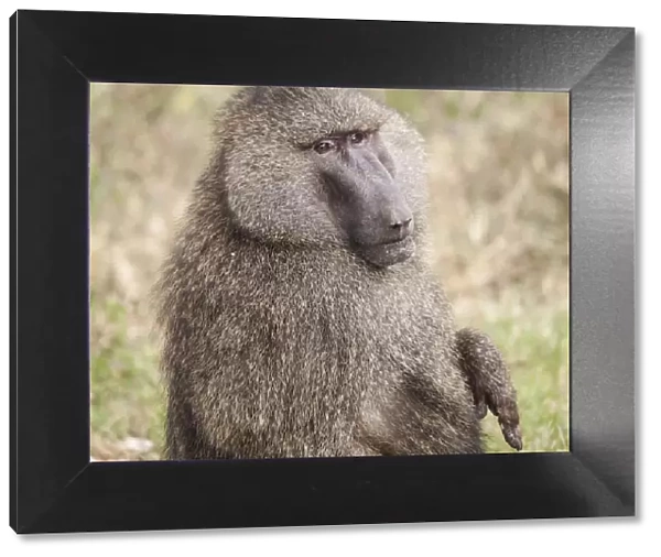 Africa, Tanzania. A baboon face shows wisdom and personality on the African savannah