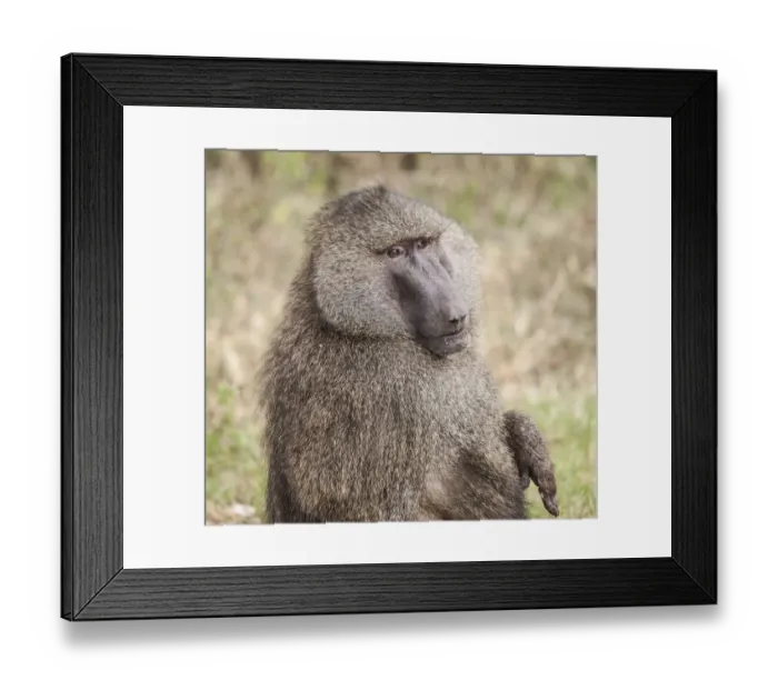 Framed Print : Africa, Tanzania. A baboon face shows wisdom and personality on the African savannah Framed Print : Africa, Tanzania. A baboon face shows wisdom and personality on the African savannah