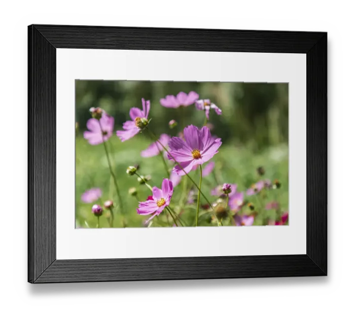 Framed Print : Haft Kul, Sughd Province, Tajikistan. Purple daisies in the mountains of Tajikistan Framed Print : Haft Kul, Sughd Province, Tajikistan. Purple daisies in the mountains of Tajikistan