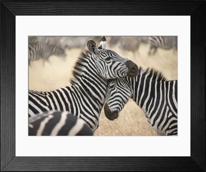 Framed Print : Africa, Tanzania. Loving zebras nuzzle in the Serengeti
