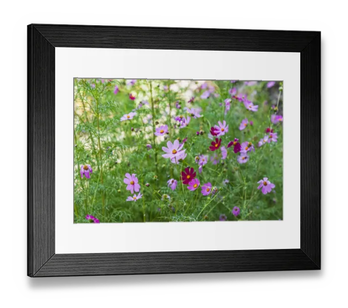 Framed Print : Haft Kul, Sughd Province, Tajikistan. Purple daisies in the mountains of Tajikistan