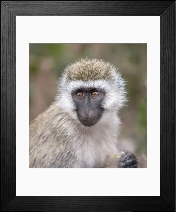 Framed Print : Africa. Tanzania. Vervet baby in the Serengeti Framed Print : Africa. Tanzania. Vervet baby in the Serengeti