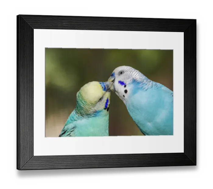 Framed Print : Common parakeets or shell parakeet kissing Framed Print : Common parakeets or shell parakeet kissing