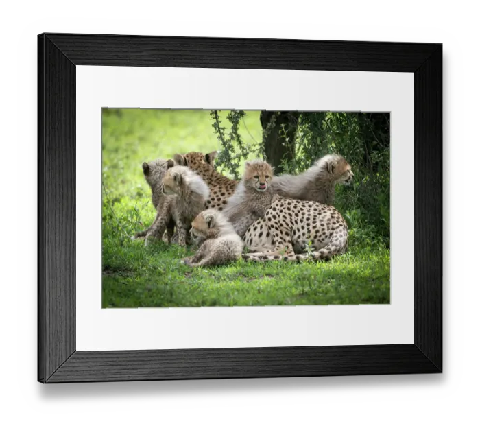 Framed Print : Africa, Tanzania. These cute cheetah cubs snuggle close to their mother in the Ndutu area of the Serengeti