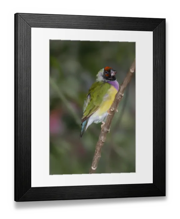 Framed Print : Lady Gouldian finch, Australia Framed Print : Lady Gouldian finch, Australia