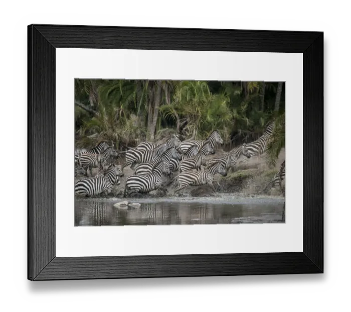 Framed Print : Africa, Tanzania. Perhaps spooked by crocodiles, zebras stampede in the Serengeti
