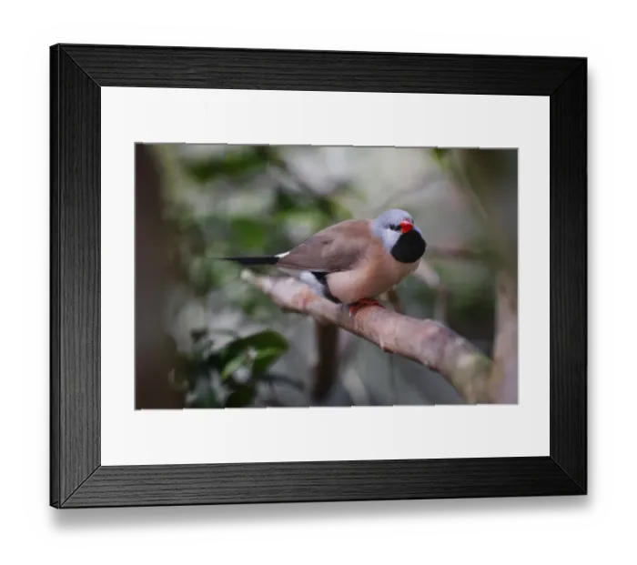Framed Print : Shaft-tail finch, native to Australia Framed Print : Shaft-tail finch, native to Australia
