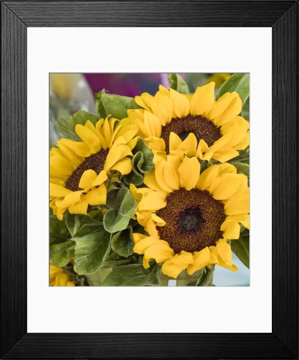 Framed Print : China, Hong Kong. Sunflowers at a flower market Framed Print : China, Hong Kong. Sunflowers at a flower market