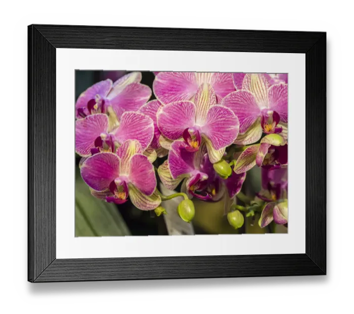 Framed Print : China, Hong Kong. Orchids on display at a flower market