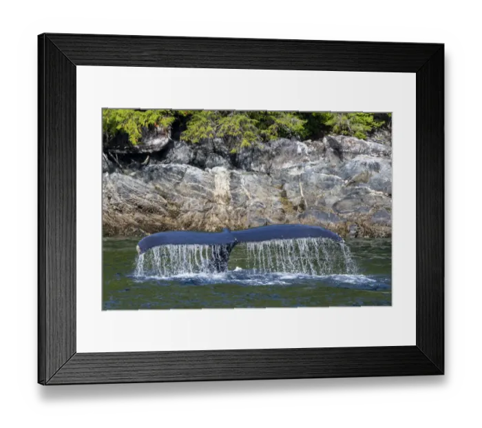 Framed Print : Canada, British Columbia, Great Bear Rainforest. Humpback whale tail