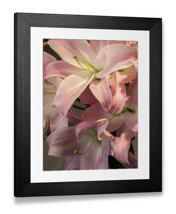 Framed Print : China, Hong Kong. Lilies on display at a shop near the flower market Framed Print : China, Hong Kong. Lilies on display at a shop near the flower market