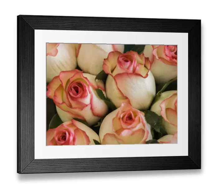 Framed Print : China, Hong Kong. Closeup of roses at a flower market Framed Print : China, Hong Kong. Closeup of roses at a flower market