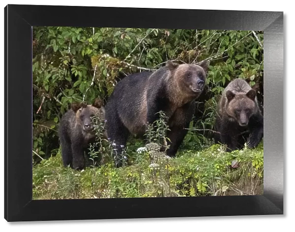 Canada, British Columbia, Great Bear Rainforest. Khutze Inlet. Brown bear mother and cubs