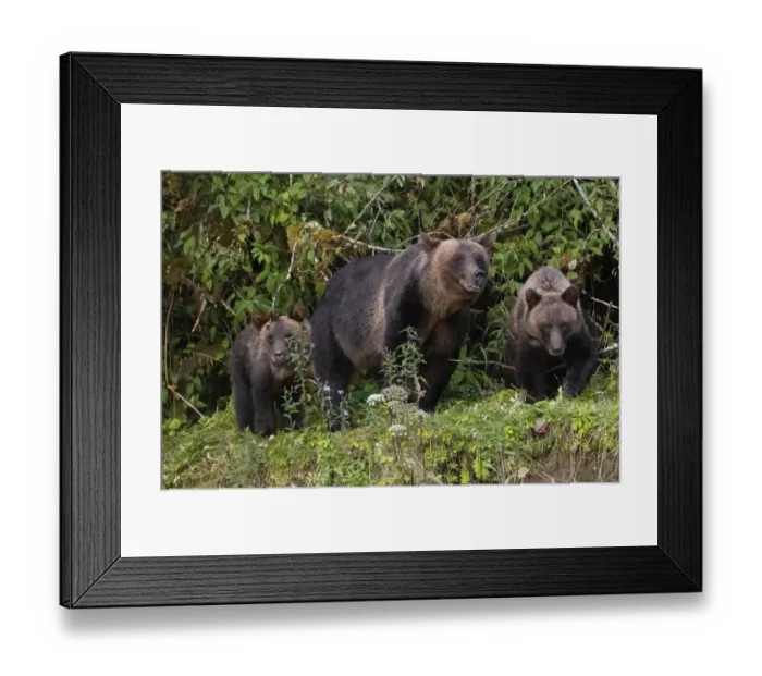 Framed Print : Canada, British Columbia, Great Bear Rainforest. Khutze Inlet. Brown bear mother and cubs
