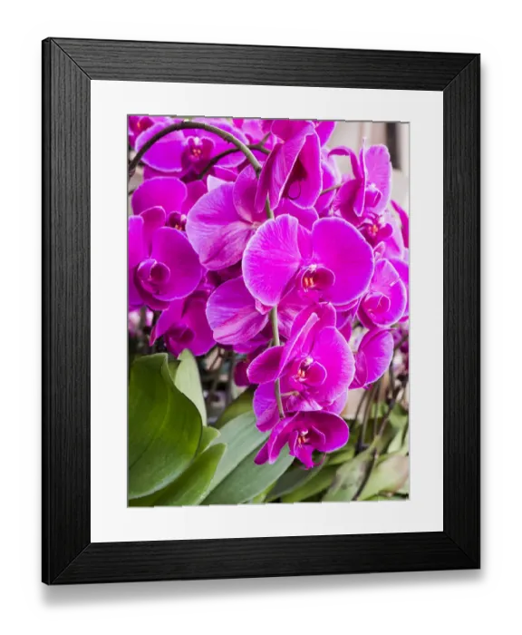 Framed Print : China, Hong Kong. Orchids on display at a flower market Framed Print : China, Hong Kong. Orchids on display at a flower market