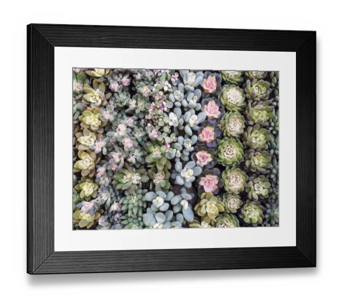 Framed Print : China, Hong Kong. A variety of sedum on display at a flower market Framed Print : China, Hong Kong. A variety of sedum on display at a flower market