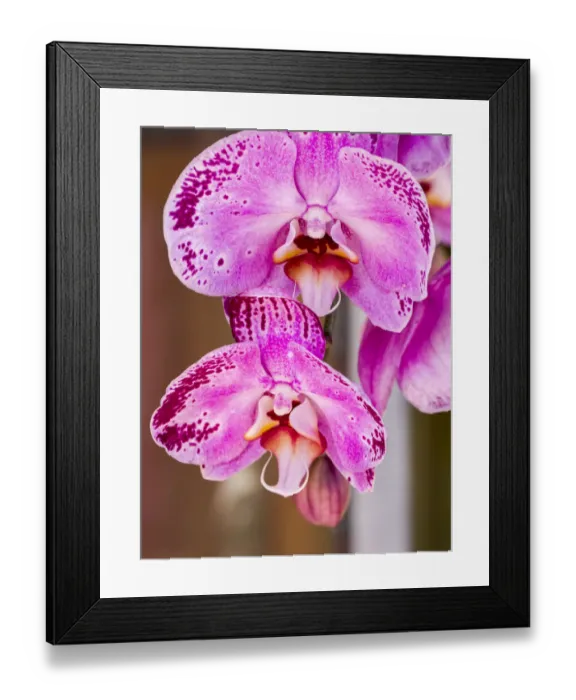 Framed Print : China, Hong Kong. Orchids on display at a flower market Framed Print : China, Hong Kong. Orchids on display at a flower market