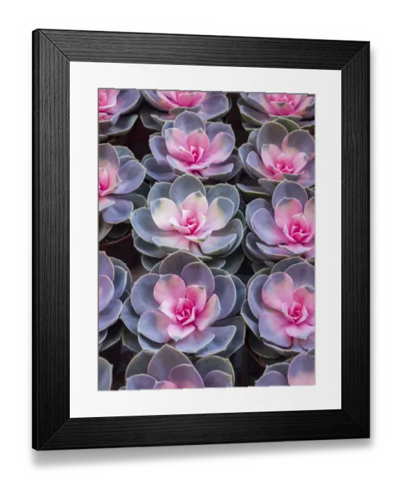Framed Print : China, Hong Kong. A variety of sedum on display at a flower market