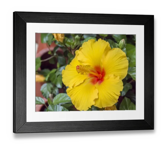 Framed Print : China, Hong Kong. Closeup of a yellow hibiscus at a flower market Framed Print : China, Hong Kong. Closeup of a yellow hibiscus at a flower market