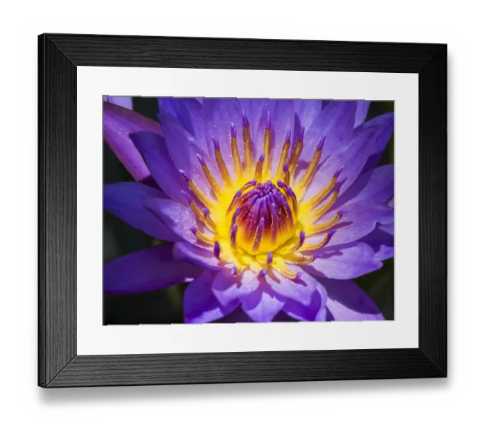 Framed Print : China, Hong Kong. Closeup of a purple dahlia at a flower market Framed Print : China, Hong Kong. Closeup of a purple dahlia at a flower market