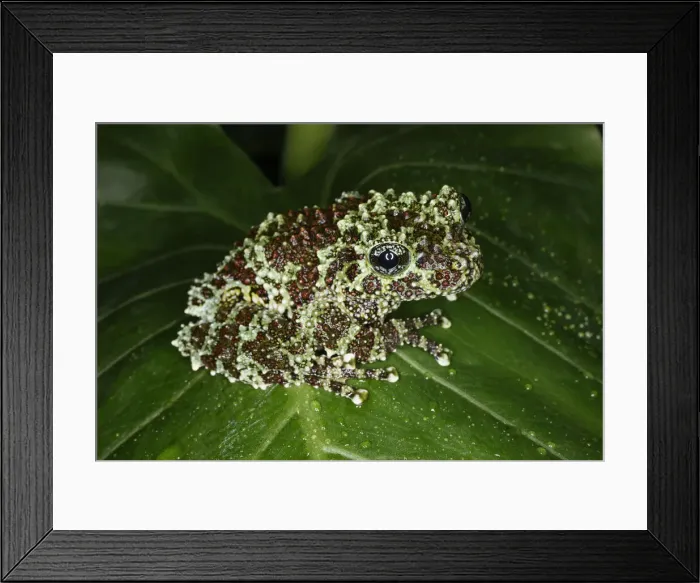 Framed Print : Vietnamese mossy frog