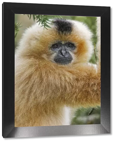 Buff-cheeked Gibbon, native to Laos, Vietnam, Cambodia