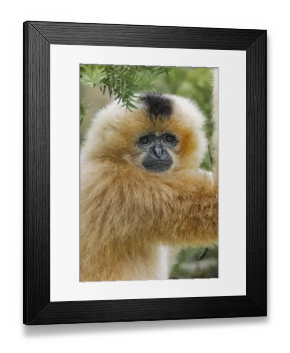 Framed Print : Buff-cheeked Gibbon, native to Laos, Vietnam, Cambodia