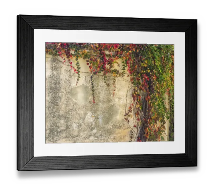Framed Print : Italy, Tuscany, Monticchiello. Red ivy covering the walls of the buildings Framed Print : Italy, Tuscany, Monticchiello. Red ivy covering the walls of the buildings