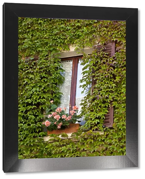 Italy, Tuscany, Montepulciano. Window surrounded by ivy with a pot of geraniums in the hill town of Montepulciano