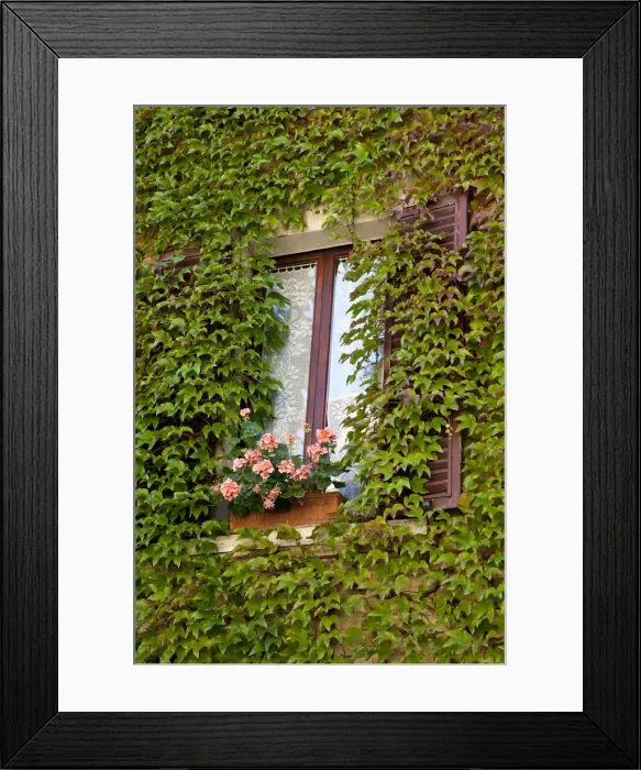 Framed Print : Italy, Tuscany, Montepulciano. Window surrounded by ivy with a pot of geraniums in the hill town of Montepulciano Framed Print : Italy, Tuscany, Montepulciano. Window surrounded by ivy with a pot of geraniums in the hill town of Montepulciano