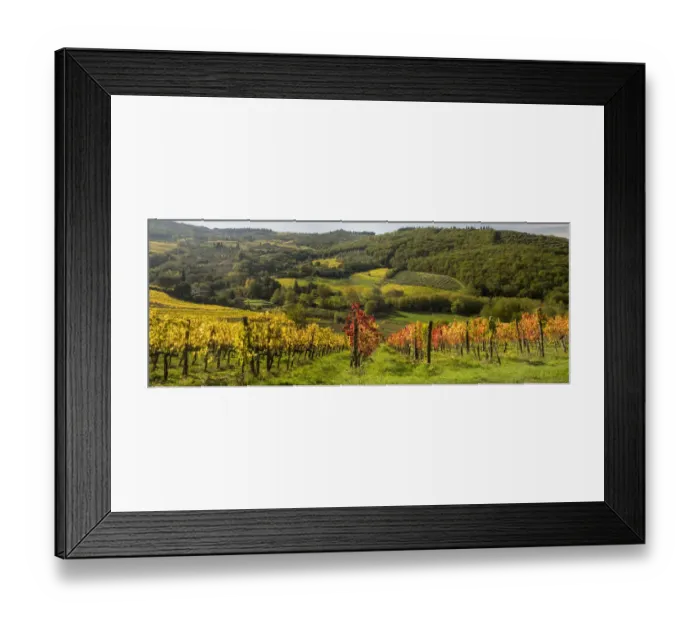 Framed Print : Italy, Tuscany. Panoramic view of a colorful vineyard in the Tuscan landscape Framed Print : Italy, Tuscany. Panoramic view of a colorful vineyard in the Tuscan landscape