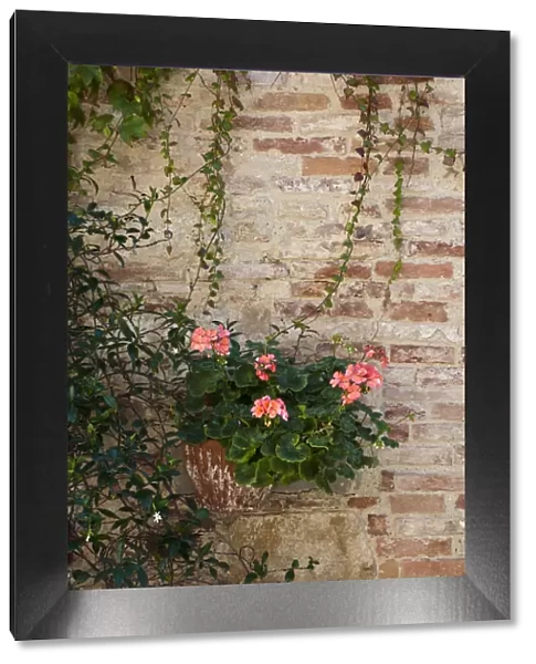 Italy, Tuscany, Montepulciano. Geranium growing in a pot against an old brick building in the hill town of Montepulciano