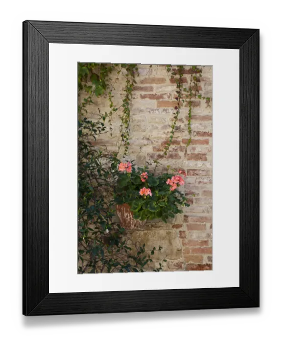 Framed Print : Italy, Tuscany, Montepulciano. Geranium growing in a pot against an old brick building in the hill town of Montepulciano