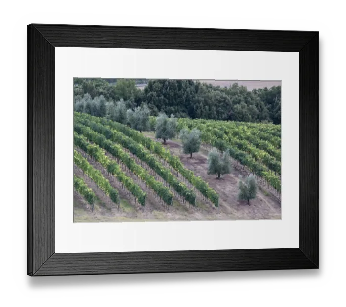 Framed Print : Italy, Tuscany. Vineyard and olive trees in the Tuscan landscape