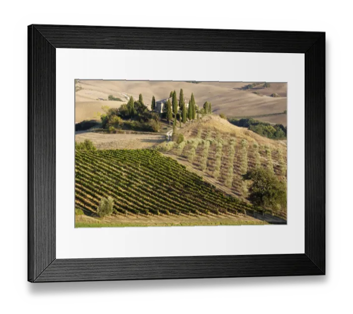 Framed Print : Italy, Tuscany. Belvedere House, Olive trees, and vineyards near San Quirico d Orcia
