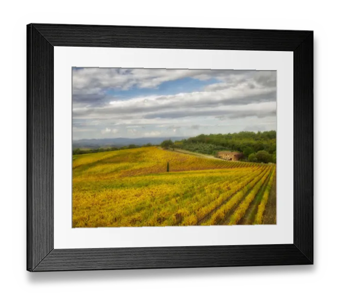 Framed Print : Italy, Tuscany. Colorful vineyard in autumn