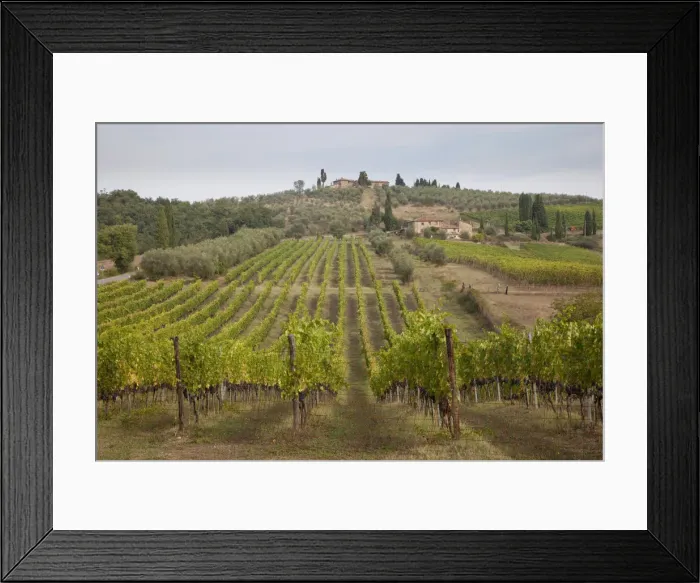 Framed Print : Italy, Tuscany. Rows of grape vines in a vineyard in Tuscany