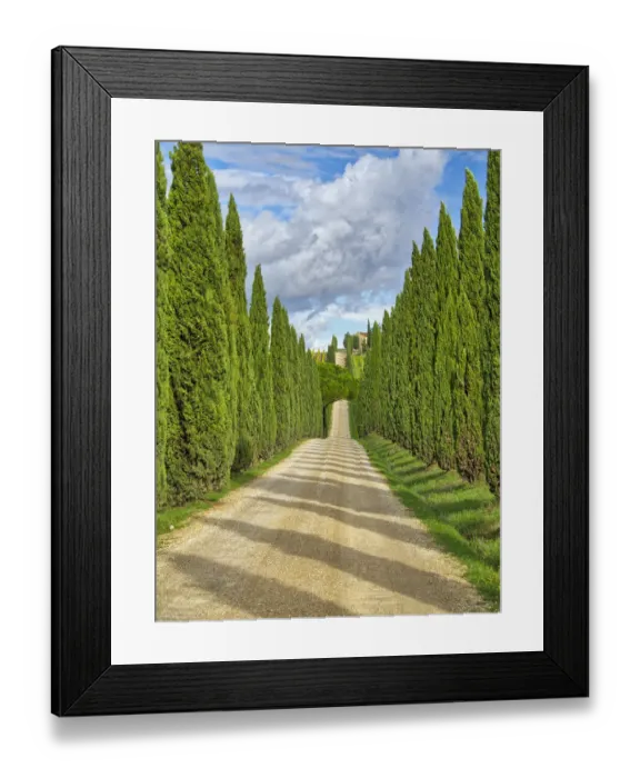Framed Print : Italy, Tuscany. Road lined with Italian cypress leading to a villa Framed Print : Italy, Tuscany. Road lined with Italian cypress leading to a villa