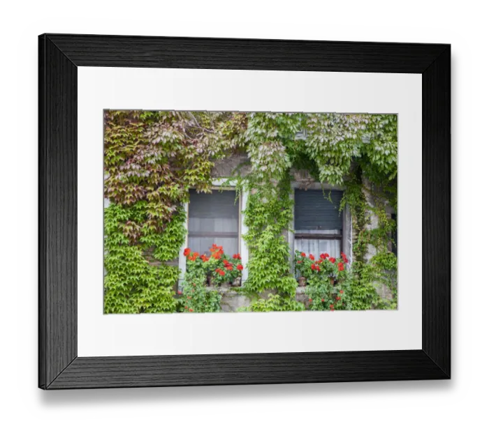 Framed Print : Italy, Venice. A pair of windows with red ivy geraniums and ivy climbing the walls Framed Print : Italy, Venice. A pair of windows with red ivy geraniums and ivy climbing the walls