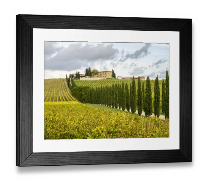 Framed Print : Italy, Tuscany. Road lined with Italian cypress trees leading to a villa