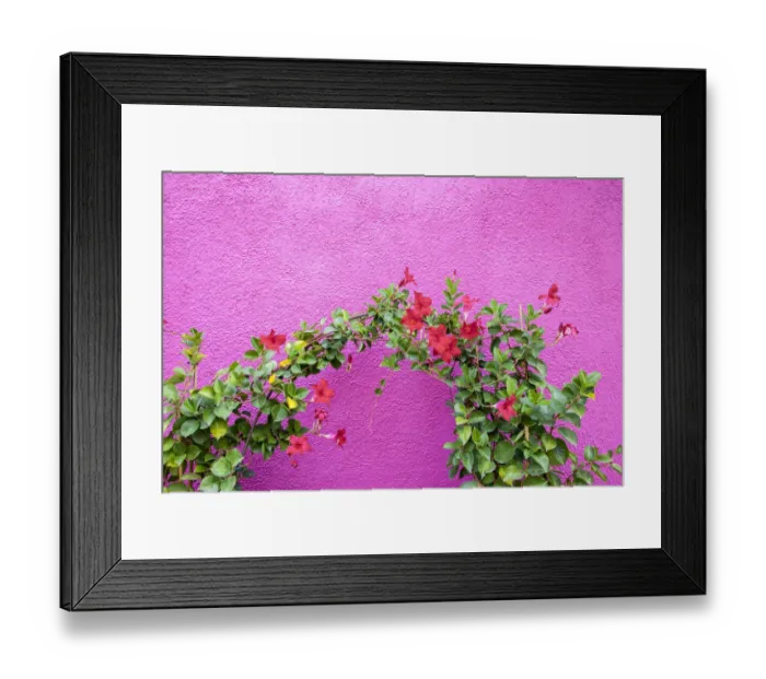Framed Print : Italy, Venice, Burano Island. Vining flowers against a bright pink wall on Burano Island