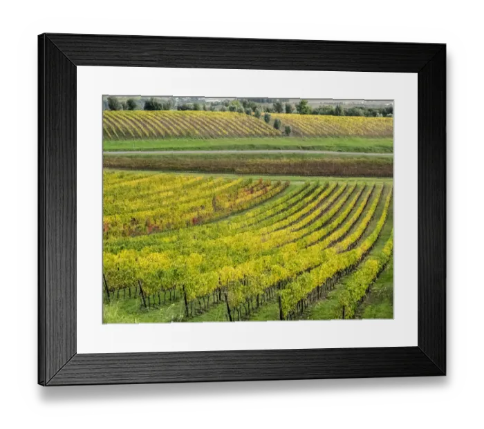 Framed Print : Italy, Tuscany. Colorful vineyard in autumn Framed Print : Italy, Tuscany. Colorful vineyard in autumn
