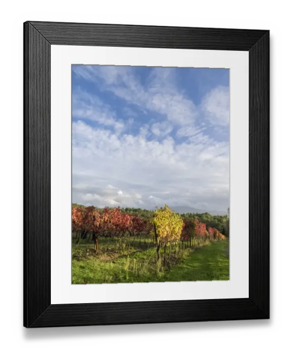 Framed Print : Italy, Tuscany. Colorful vineyards in autumn with blue skies and clouds