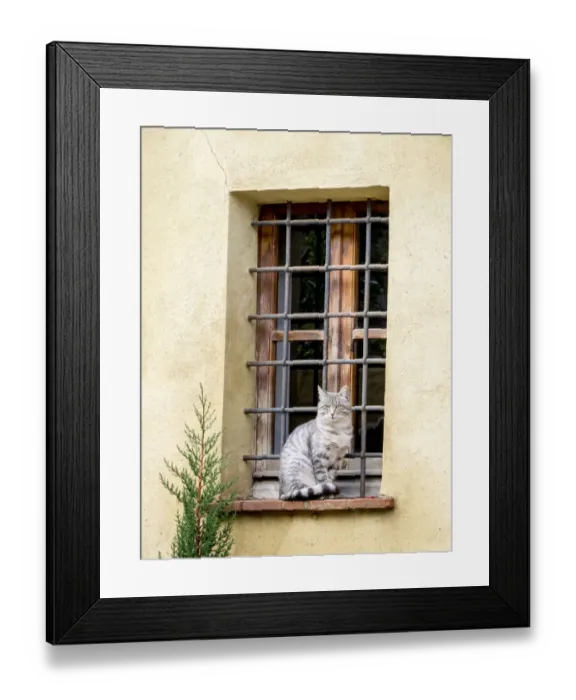 Framed Print : Italy, Tuscany, Pienza. Cat sitting on a window ledge along the streets Framed Print : Italy, Tuscany, Pienza. Cat sitting on a window ledge along the streets