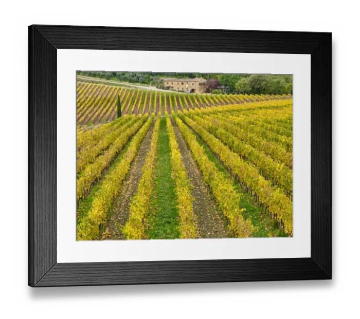 Framed Print : Italy, Tuscany. Colorful vineyard in autumn
