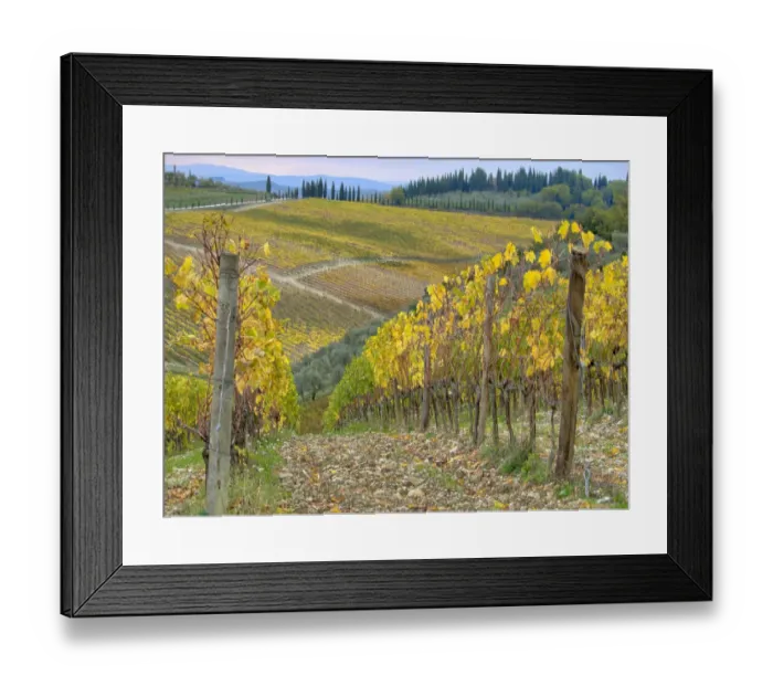 Framed Print : Italy, Tuscany. Vineyard near Radda in Chianti in the fall Framed Print : Italy, Tuscany. Vineyard near Radda in Chianti in the fall
